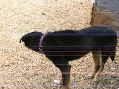 The average trained huskie will run 40,000 miles in its life.