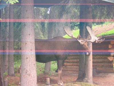 Bull Moose ...