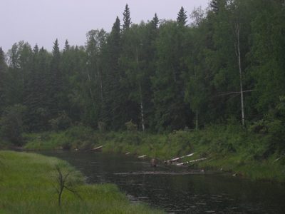 There is a moose in the water, honest.