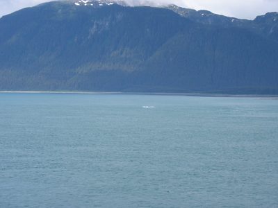 What's left of the whale sighting