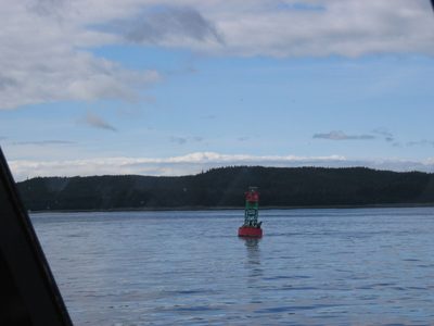 Some harbor seals that enjoy hauling out on a buoy.