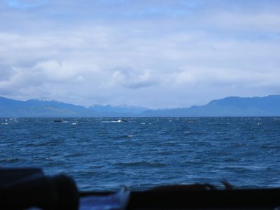 A whale off to the left, and one in the middle
