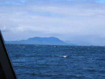 And two whales visible