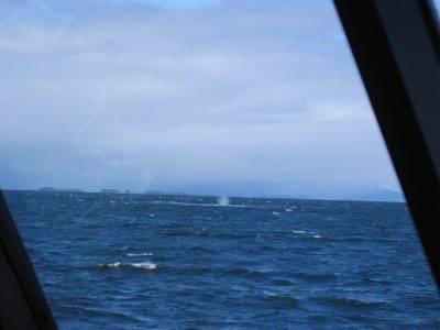 The naturalist felt we were watching "bubble netting"...