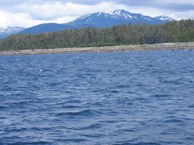If I told you there was a bear on shore, would you believe me?