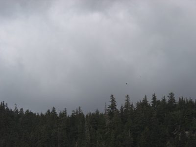 Ah, a bald eagle in flight.