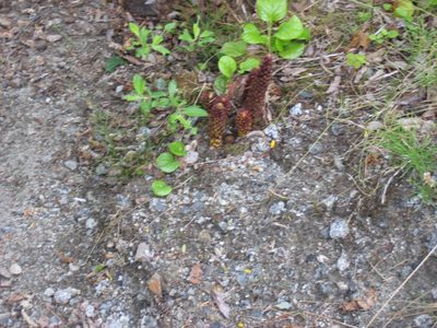 The red growths, which look like pine cones, are...