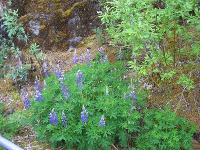 Some more lupine, which was plentiful through out Alaska.