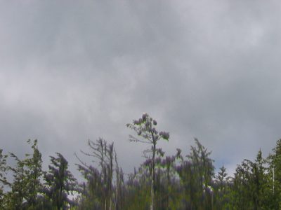 A bald eagle sitting in a tree as we leave Ketchikan...