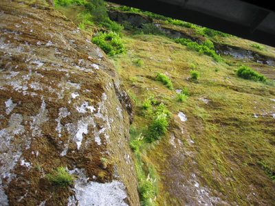 Astonishing how stuff will grow on rock faces (with...