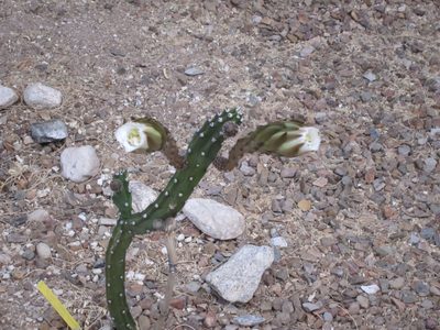 This is a night blooming cereus cactus.  This was just...