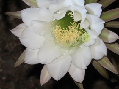 Amazingly intricate bloom