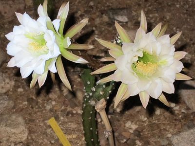 This is with the flash light on the left hand flower.