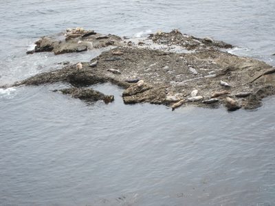 We arrive a Pt Lobos where the sea lions are enjoying...