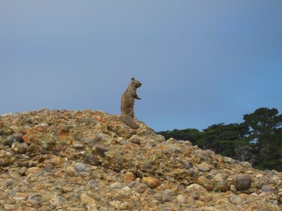 This is not a prop.  Strange little ground squirrel...