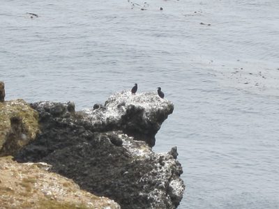Couple cormorants ... wish those were sea otters in the...