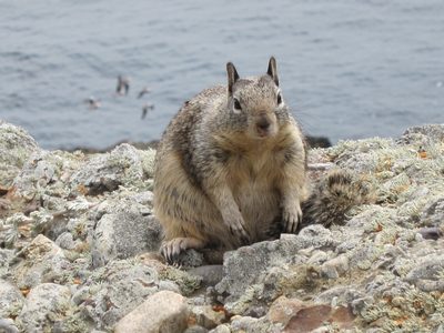Love the new lens.  This squirrel is not four feet tall.