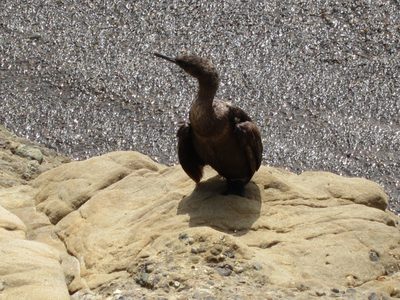 Close up of a cormorant.  That is the Pacific behind...