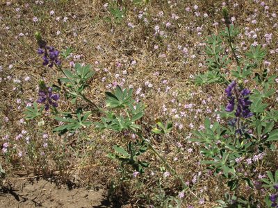 A close up, with some purple lupine amidst an...