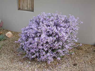 Known as Texas Ranger, this bush went from all leaves to...
