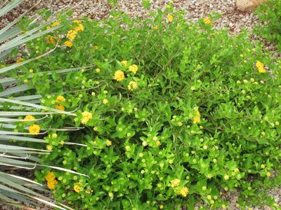 This is a Lantana about to burst forth ... see all the buds.