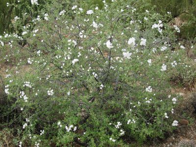 And now the Apache Plume all by itself.
