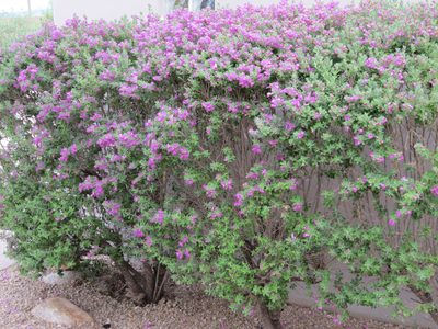 We trimmed this bush (same site as picture above) and...