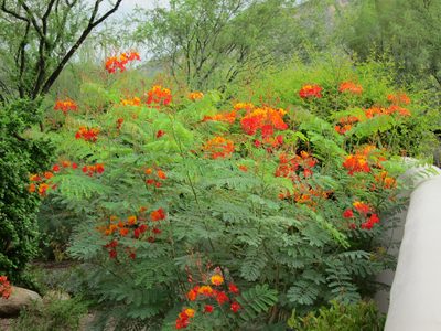 This is the Mexican Bird of Paradise in bloom all around...