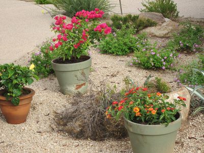Not sure if the thing behind the lantana is dying, or...