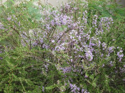 And possibly rosemary?