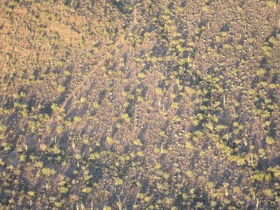The saguaros were just about glowing with the Eastern sun on them