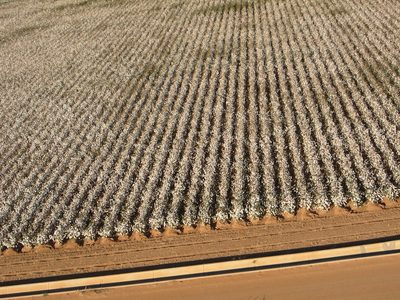 Lots of Pima Cotton waiting to be picked.