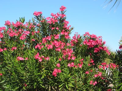 Oleander in bloom ... just like AZ.  The overlap of the...