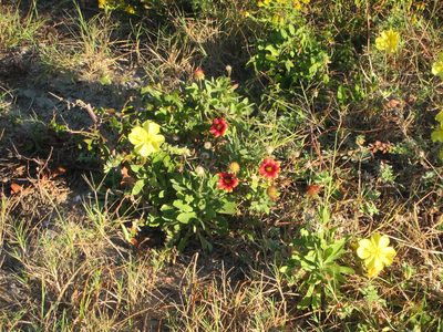 More AZ / SC flora ... the gaillardia flower.