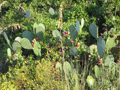 And yet one more flora comparison ... prickly pears in SC