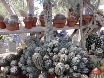 Visited the Bach Cactus Garden and feel in love with the...