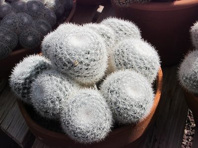  ... or do you want white fuzzy (not really fuzzy ...)