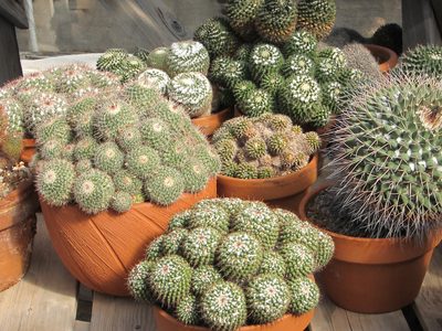 these would make you think of gourds in an autumn harvest display