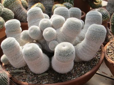 Dad thought these looked like socks fresh out of the laundry
