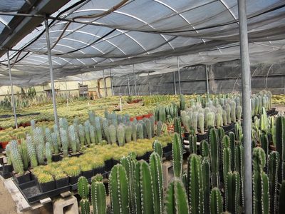 In one of the probably 20 green houses at the Cactus...