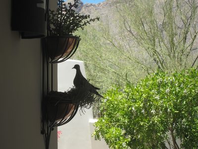 Mrs Dove taking a stretch break