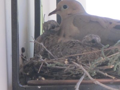 Taken from inside, really zoomed in.  She's getting...