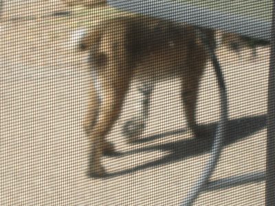 I made a noise, and he turned tail