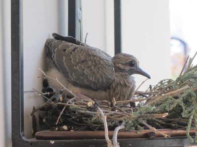 I said these guys were getting big ... that's not Mom,...