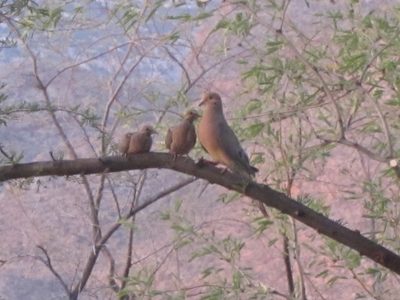 She appeared to be feeding them, a lot of beak to beak activity.