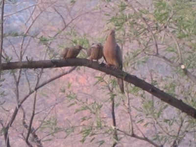 And a reasonable amount of squabbling between the fledglings