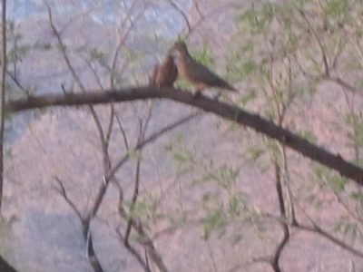 Didn't really get a good shot of the beak to beak, but...