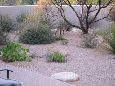 One of the neighborhood denizens came to check out the work.