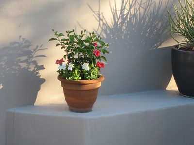 Also potted up a hibiscus, also with petunias around it.