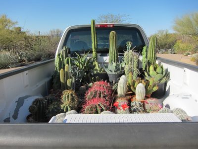 AH ... it is cactus Joe and his Truck full of goodies.